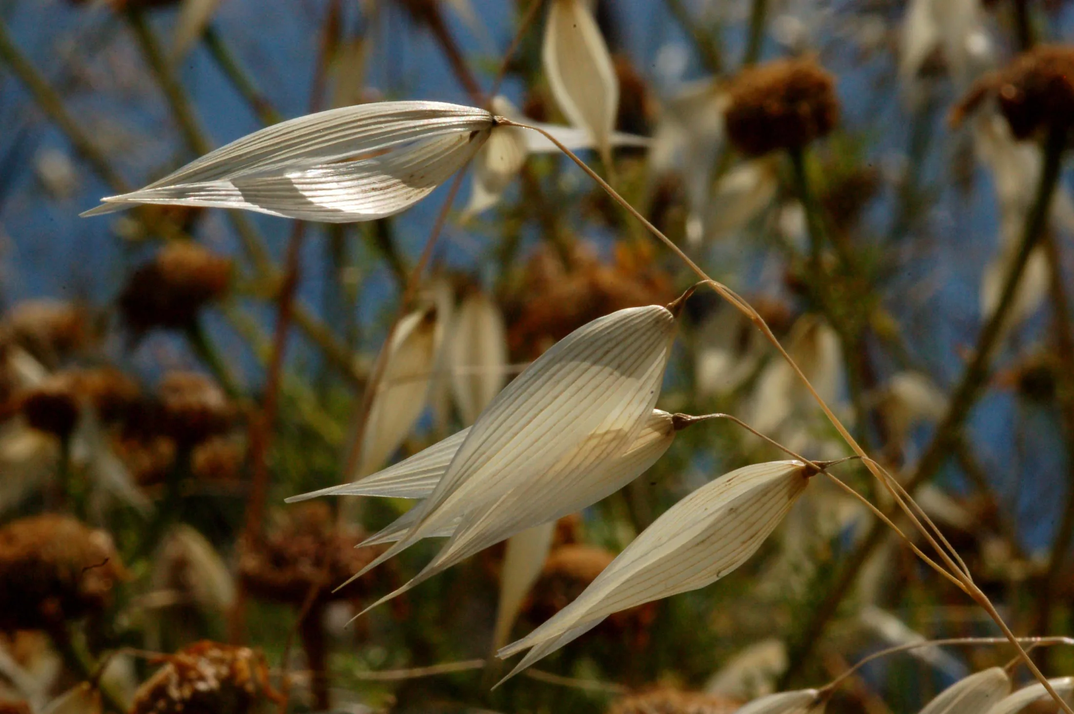 Flowers 5